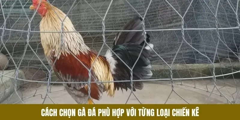 Dựa vào từng loại chiến kê có cách chọn gà đá riêng