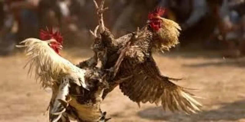 Cách Nuôi Gà Đá Không Bị Hốc chế độ chăm sóc